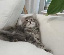 Chaton sibérien hypoallergene - Photo 2