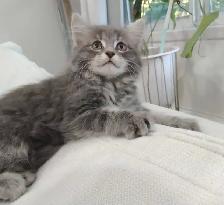 Chaton sibérien hypoallergene - Photo 3