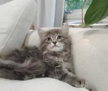 Chaton sibérien hypoallergene - Photo 4
