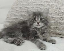 Chaton sibérien hypoallergene - Photo 5