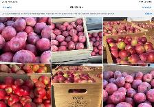 pommes - Photo 5