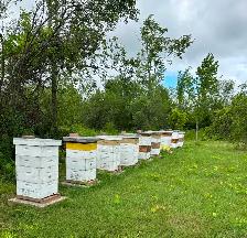 Honey - Local and fresh - Photo 3