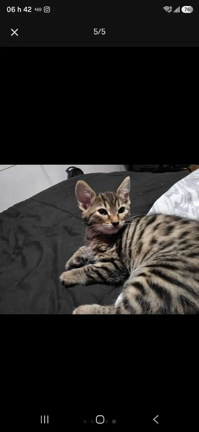 Chatons Bengals Croisés à vendre ! Magnifiques