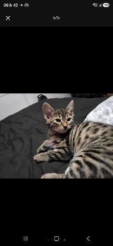 Chatons Bengals Croisés à vendre ! Magnifiques