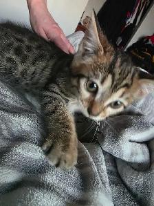 Chatons Bengals Croisés à vendre ! Magnifiques - Photo 4