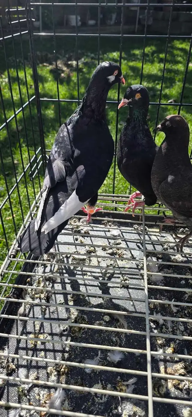 young pigeon for sale