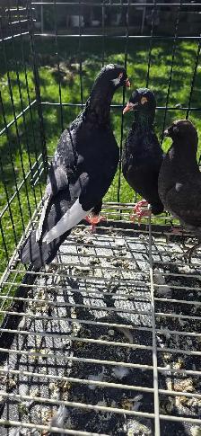 young pigeon for sale