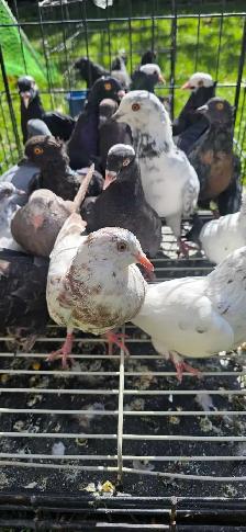young pigeon for sale - Photo 2