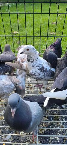 young pigeon for sale - Photo 3