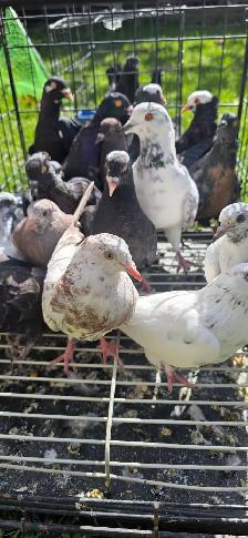 young pigeon for sale - Photo 4