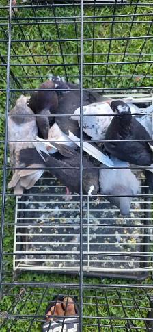 young pigeon for sale - Photo 5