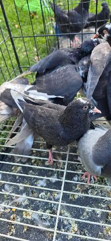 young pigeon for sale - Photo 6