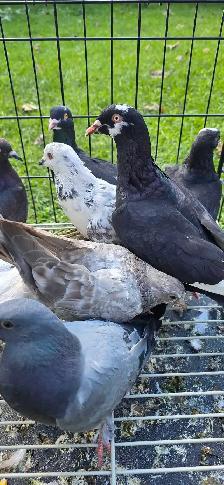 young pigeon for sale - Photo 7