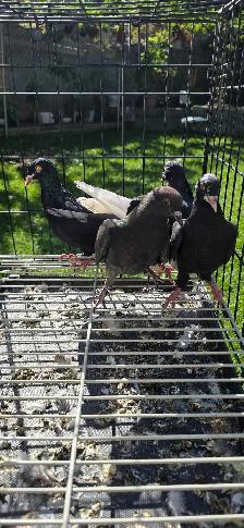 young pigeon for sale - Photo 8