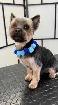 Professional Dog and Cat Grooming - Photo 2