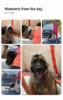 Professional Dog and Cat Grooming - Photo 3