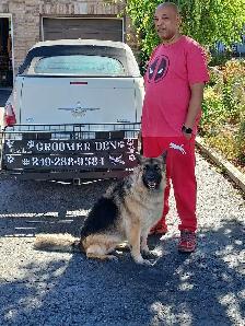 Professional Dog and Cat Grooming - Photo 4