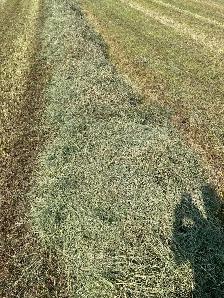 Round Mixed Hay - Photo 3