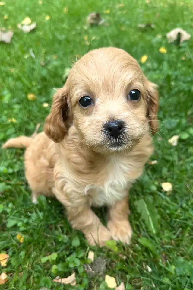 Cute and Playful Cockapoo Puppies