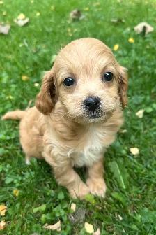 Cute and Playful Cockapoo Puppies