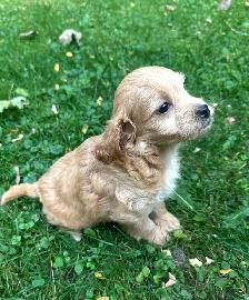 Cute and Playful Cockapoo Puppies - Photo 2