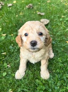 Cute and Playful Cockapoo Puppies - Photo 3