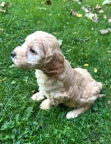 Cute and Playful Cockapoo Puppies - Photo 4