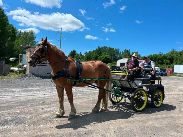 Magnifique Hongre Belge Quarter Horse
