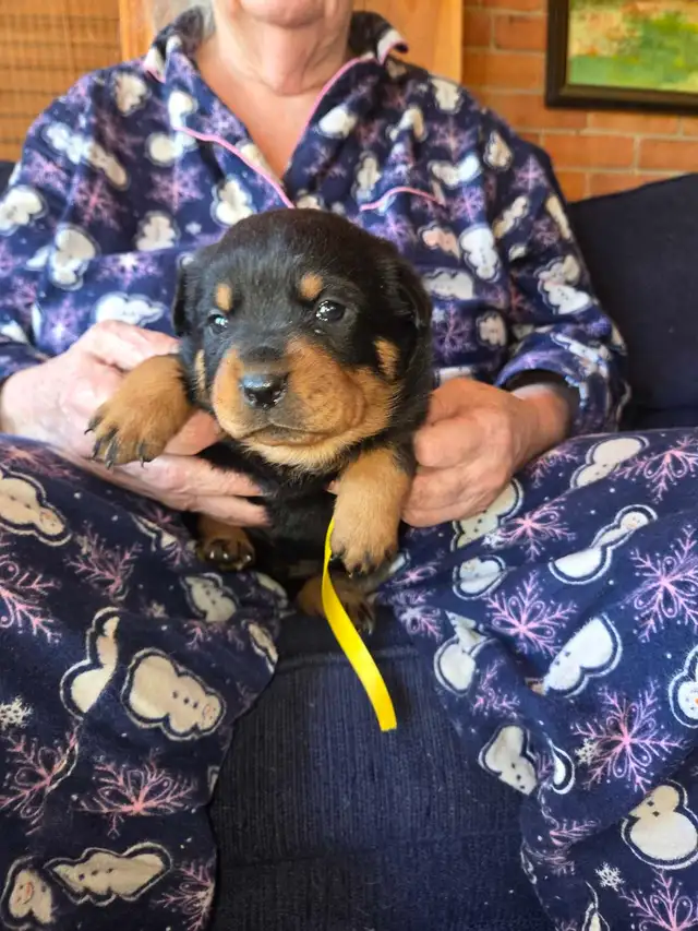 Rottweiler Puppies.