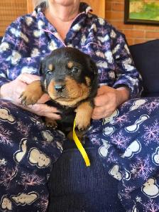 Rottweiler Puppies.