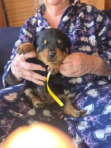 Rottweiler Puppies. - Photo 2