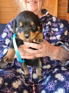 Rottweiler Puppies. - Photo 3