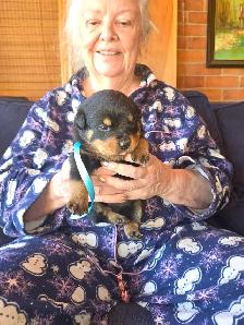 Rottweiler Puppies. - Photo 4