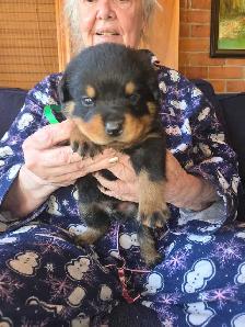 Rottweiler Puppies. - Photo 5