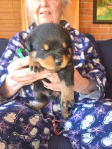 Rottweiler Puppies. - Photo 6