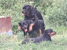 Rottweiler Puppies. - Photo 7