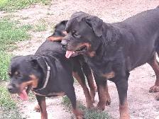 Rottweiler Puppies. - Photo 8