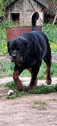 Rottweiler Puppies. - Photo 9