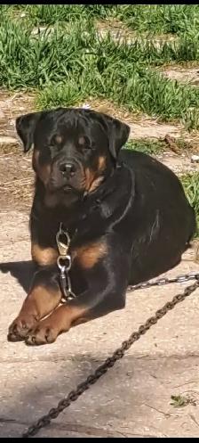 Rottweiler Puppies. - Photo 10