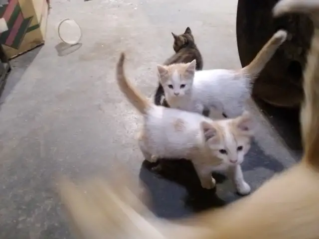 Beautiful Kittens