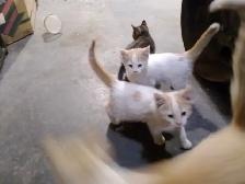 Beautiful Kittens
