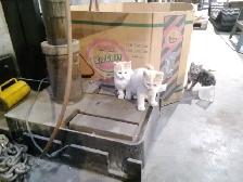Beautiful Kittens - Photo 2
