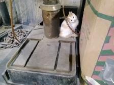 Beautiful Kittens - Photo 3