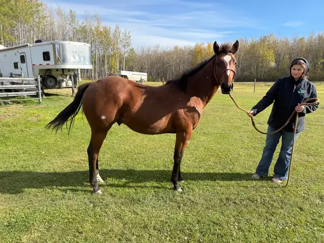 Yearling horse