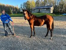 Yearling horse - Photo 2