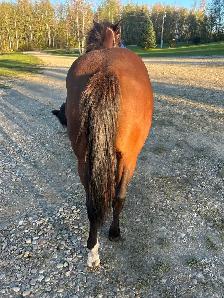 Yearling horse - Photo 3