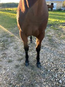 Yearling horse - Photo 4