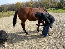 Yearling horse - Photo 5