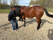 Yearling horse - Photo 6