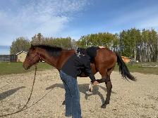 Yearling horse - Photo 7